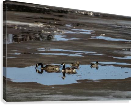 Spring Ducks Canvas Print