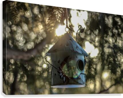 Spring Sunlight Canvas Print