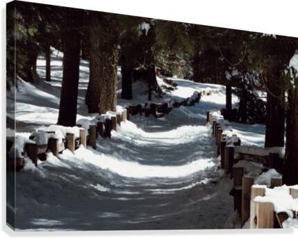 Sequoia Pathway Canvas Print