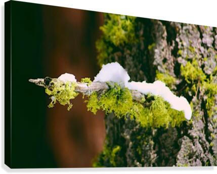 Mossy Perch Canvas Print