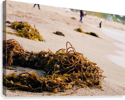 Washed Up Canvas Print
