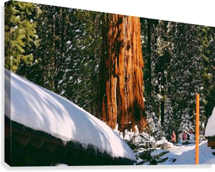 Sunny Sequoias Canvas Print