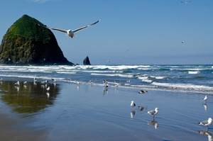 Cannon Beach