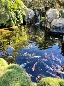 Koi Pond