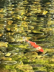 Ripple Waters