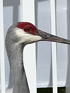 Sandhill Crane