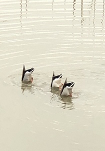 Butts Up 