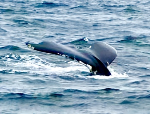 Its a Whales Tail