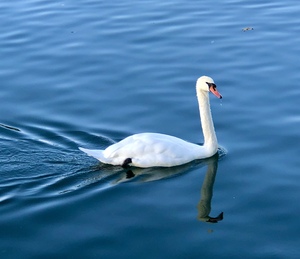 Rhine River Swan