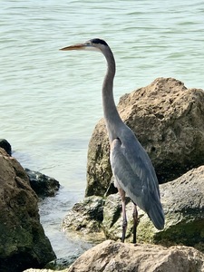 Great Blue Heron Florida