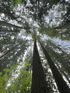 Capilano Bridge Park