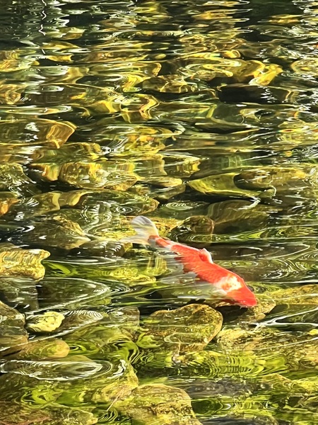 Ripple Waters Print