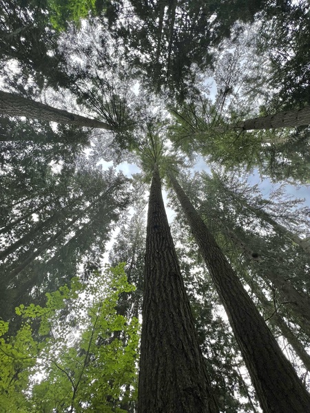 Capilano Bridge Park by Tom Bromann