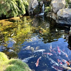 Koi Pond