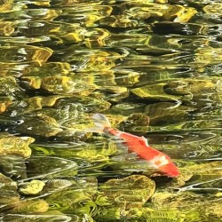 Ripple Waters