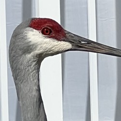Sandhill Crane