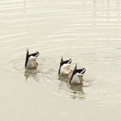 Butts Up 