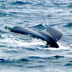 Its a Whales Tail