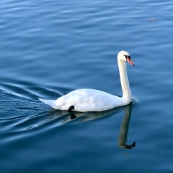 Rhine River Swan