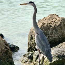 Great Blue Heron Florida