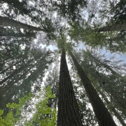 Capilano Bridge Park