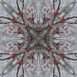 Red rowan tree berries