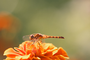 Marigold the Dragonfly