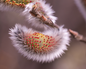 Catkin