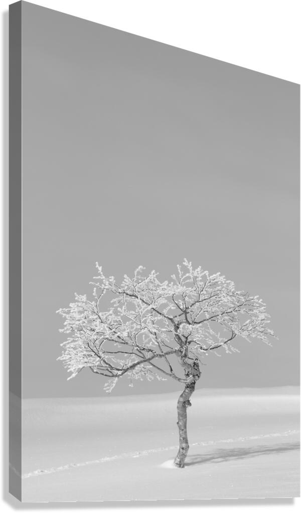 Lonesome Trail Canvas Print