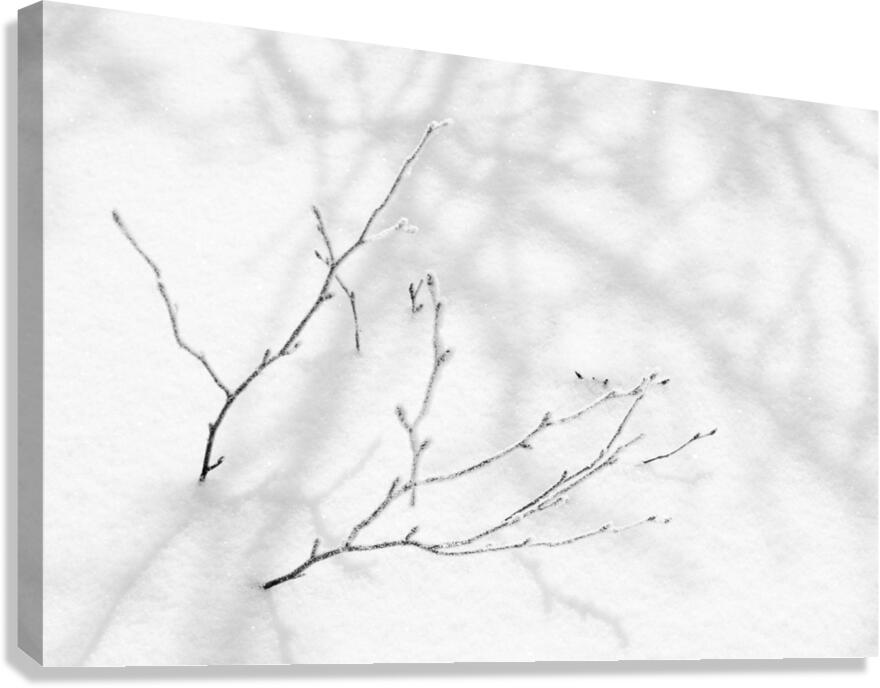 Fragility Canvas Print