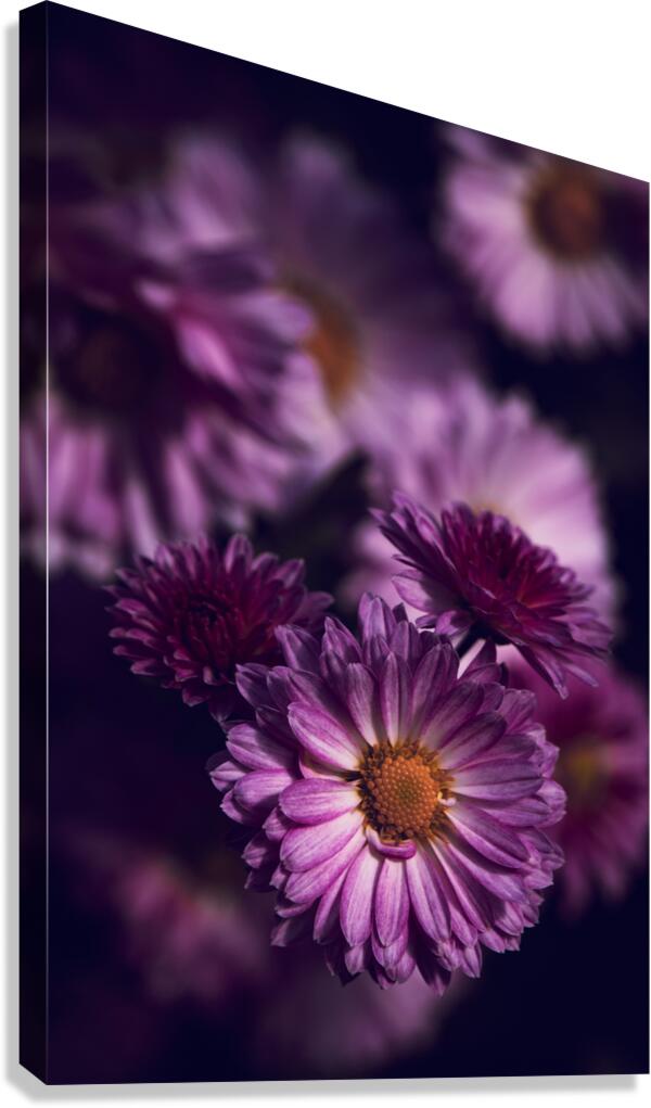 Dark Pink Canvas Print