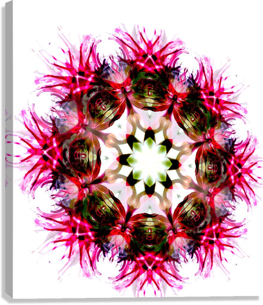 Bergamot Canvas Print