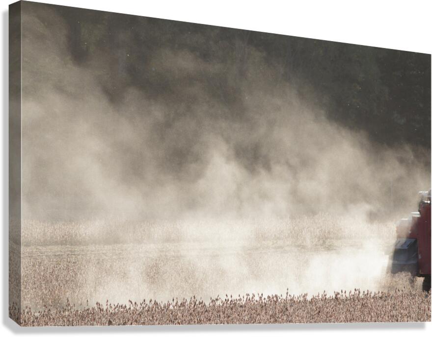 Bean Field Canvas Print
