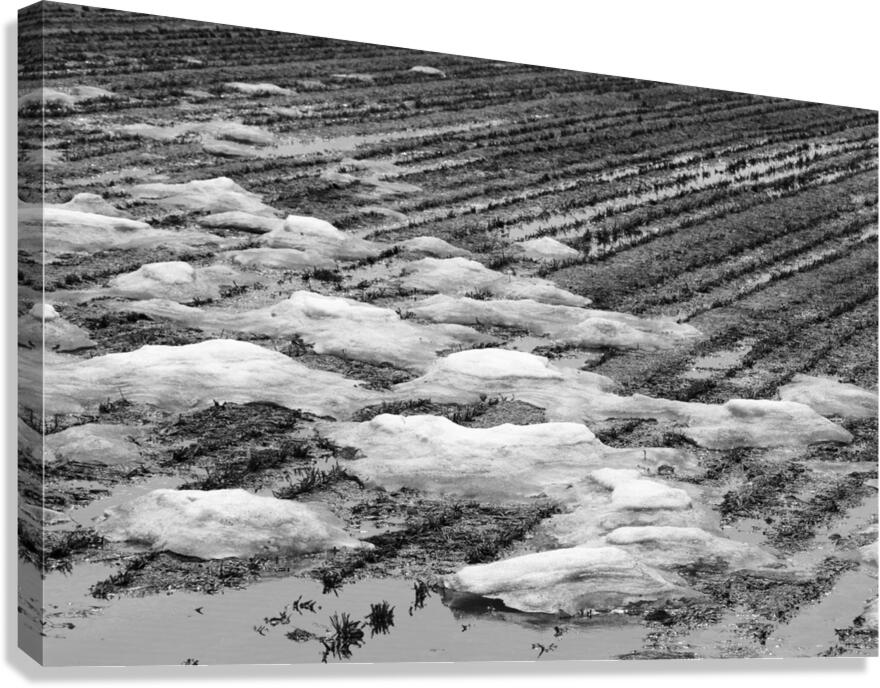 Snowmelt Canvas Print