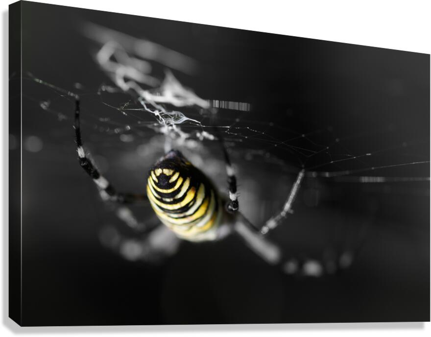 Orb-Weaver Spider Canvas Print