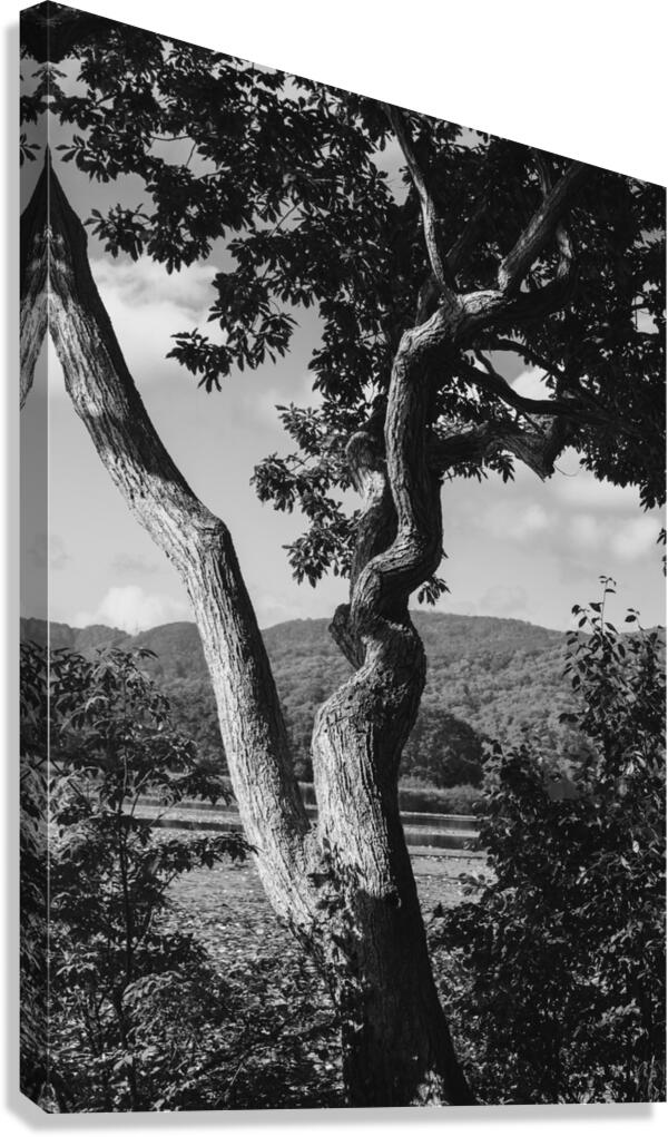 Twisted Canvas Print