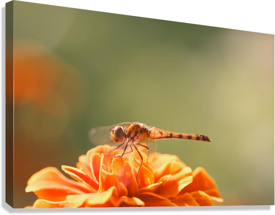 Marigold Canvas Print