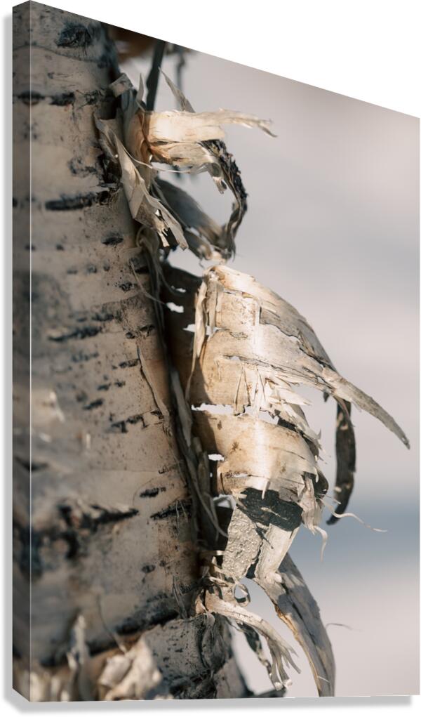 Birch Bark Canvas Print