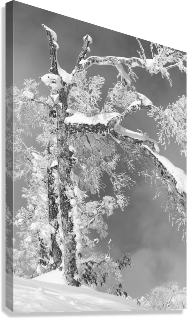 The Old Tree Canvas Print