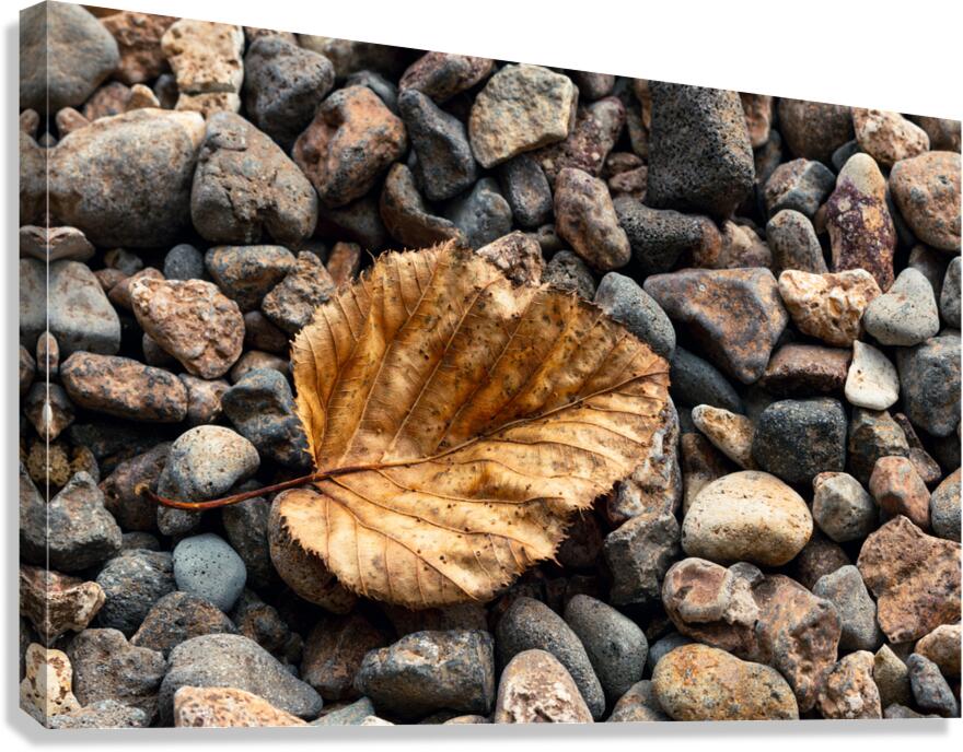 The Fallen Canvas Print