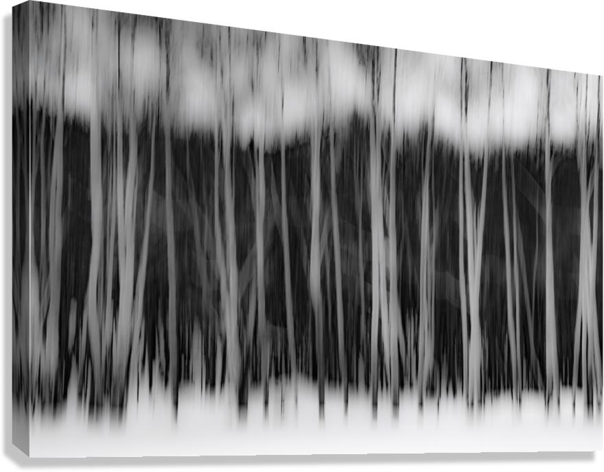 Marshmallow Trees Canvas Print