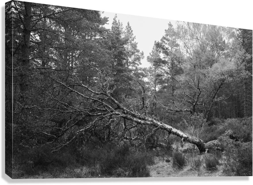 Fallen Tree II Canvas Print