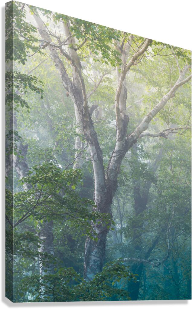 Blue Birch Canvas Print