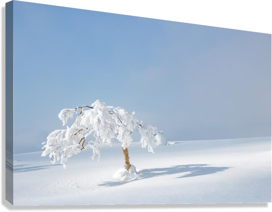 Spotlight Canvas Print