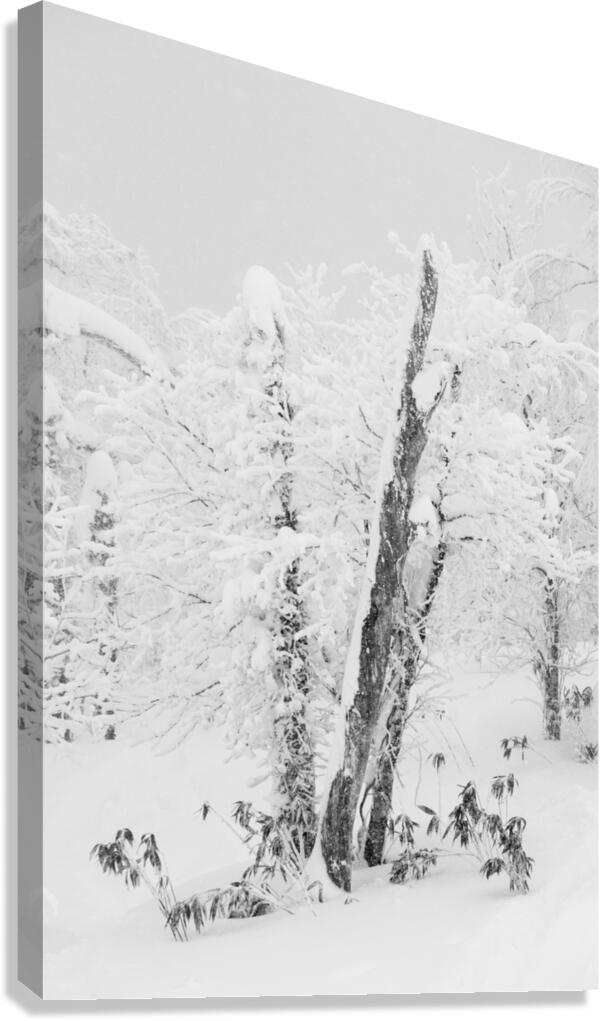 The Old Tree Canvas Print