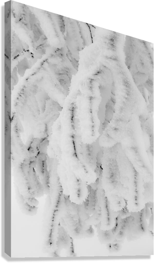 Frozen Birch Canvas Print