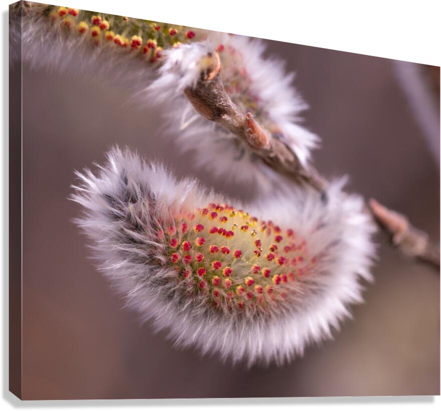 Catkin Canvas Print
