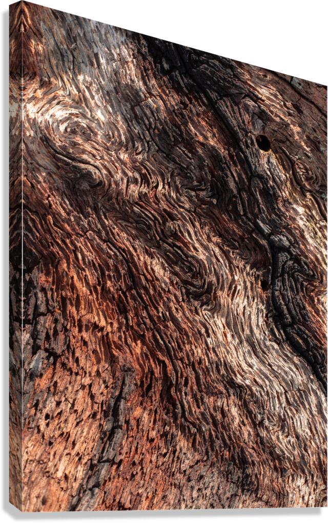 Old Age Canvas Print