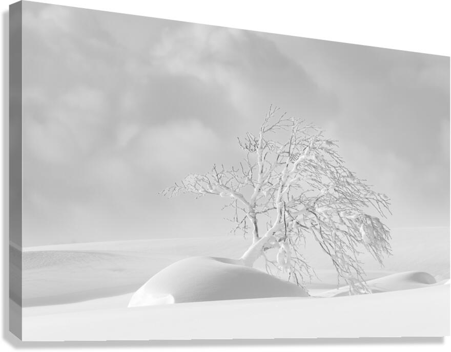 Drifter Canvas Print