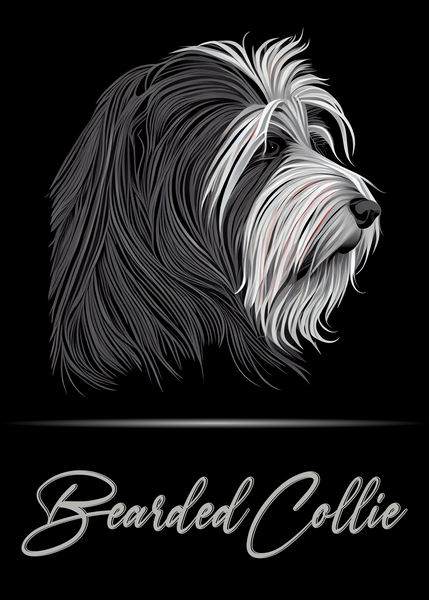 Bearded Collie Portrait Print